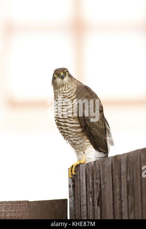 Euroasian sparviero, Accipiter nisus, arroccato, sat su giardino recinto guardando tutto intorno, SCOZIA Foto Stock