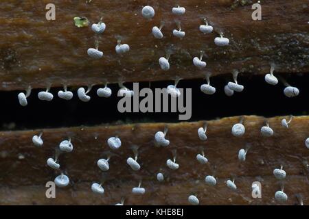White sporangium stampo limo Physarum, album Foto Stock