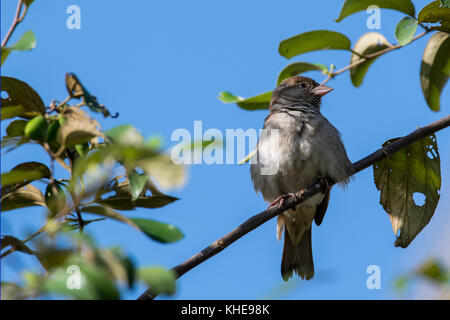 Femmina sind sparrow seduta sul ramo Foto Stock