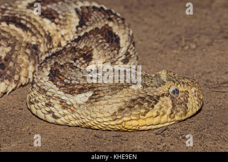 Puff africana sommatore (bitis arietans) Foto Stock