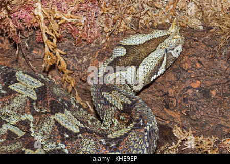Rhinoceros viper (bitis nasicornis) Foto Stock