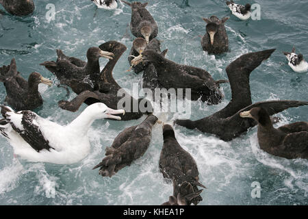 Il gigante del nord petrel Macronectes halli avanzamento sul mare con Cape pigeon Daption capense e vagare albatross Diomedia exulans Nuova Zelanda Foto Stock