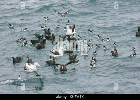 Il gigante del nord petrel Macronectes halli avanzamento sul mare con Cape pigeon Daption capense e vagare albatross Diomedia exulans Nuova Zelanda Foto Stock