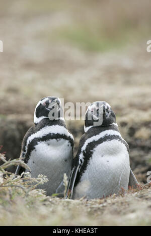 Magellanic penguin Spheniscus magellanicus coppia a nido burrow ingresso Isole Falkland Foto Stock