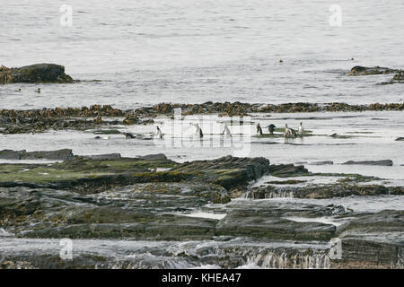 Magellanic penguin Spheniscus magellanicus gruppo entrando in mare Isole Falkland Foto Stock