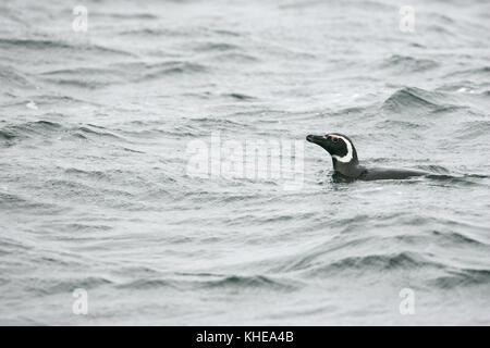 Magellanic penguin Spheniscus magellanicus nuoto nelle Isole Falkland Foto Stock