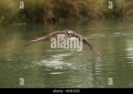 Osprey, Pandion haliaetus rising dall'acqua dopo la cattura di una grande trota. prese a corno mill asprì allevamento di trote rutland canon1dx-2 con 300mm 2.8 Foto Stock