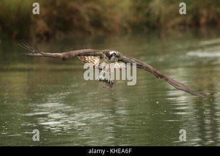 Osprey, Pandion haliaetus rising dall'acqua dopo la cattura di una grande trota. prese a corno mill asprì allevamento di trote rutland canon1dx-2 con 300mm 2.8 Foto Stock