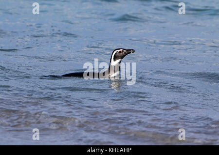 Magellanic penguin Spheniscus magellanicus nuoto più deprimente Island Isole Falkland Novembre 2015 Foto Stock