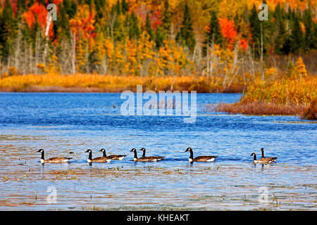 Oche canadesi godono di un autunno nuotare sul lago di fango, vicino sussex, kings County, New Brunswick, Canada. Foto Stock