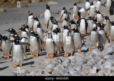 Gentoo penguin Pygoscelis papua gruppo permanente sulla spiaggia di ghiaia Island Isole Falkland British Overseas territorio Dicembre 2016 Foto Stock