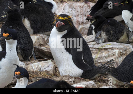 Maccheroni penguin Eudyptes chrysolophus adulto nidificanti nel pinguino saltaroccia Eudyptes chrysocome colony con Imperial shag Phalacrocorax atriceps albive Foto Stock