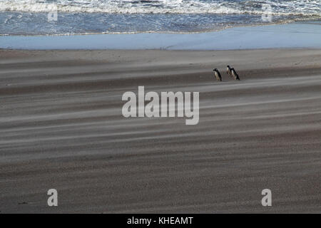 Magellanic penguin Spheniscus magellanicus adulti su soffiata dal vento spiaggia Saunders Island Isole Falkland British Overseas territorio Novembre 2016 Foto Stock