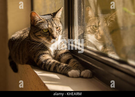 Cat riflessione nella finestra Foto Stock