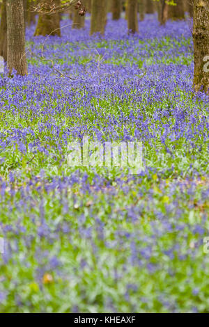Hertfordshire, Regno Unito. Un campo aperto di recente bluebells ricopre il pavimento di una foresta. Foto Stock