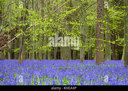 Hertfordshire, Regno Unito. Un tappeto di bluebells Copra il pavimento di una foresta. Foto Stock