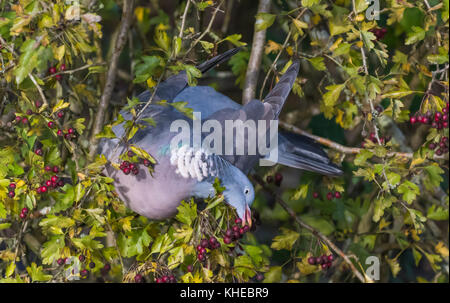 Woodpigeon comune (Columba palumbus) appollaiato in un albero di mangiare i frutti di bosco in autunno nel sud dell'Inghilterra, Regno Unito. Foto Stock