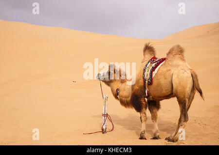 Il cammello, badain jaran-CINA Foto Stock