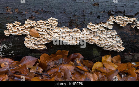 Fungo della staffa sul tronco di faggio nella foresta autunnale Foto Stock