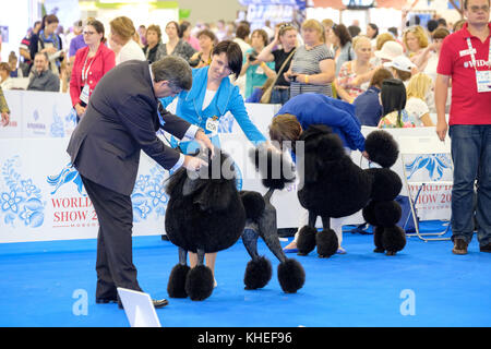 Giudice esaminando cane sul World dog show Foto Stock