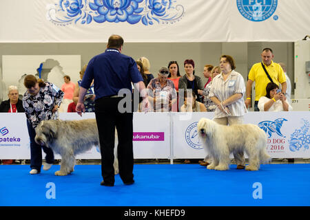 Giudice esaminando cane sul World dog show Foto Stock