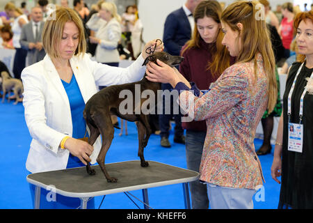 Giudice esaminando cane sul World dog show Foto Stock