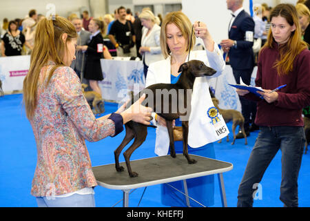 Giudice esaminando cane sul World dog show Foto Stock