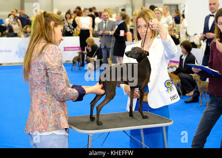 Giudice esaminando cane sul World dog show Foto Stock