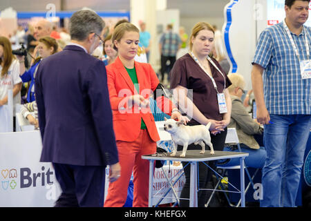 Giudice esaminando cane sul World dog show Foto Stock