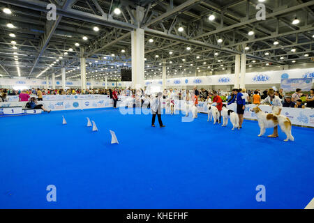 Giudice esaminando cane sul World dog show Foto Stock