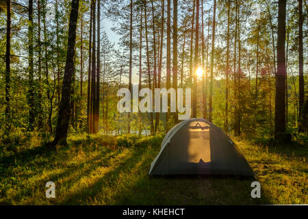 Tenda in una foresta di pini Foto Stock