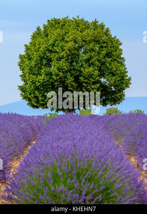 Campo di lavanda in altopiano di Valensole Foto Stock