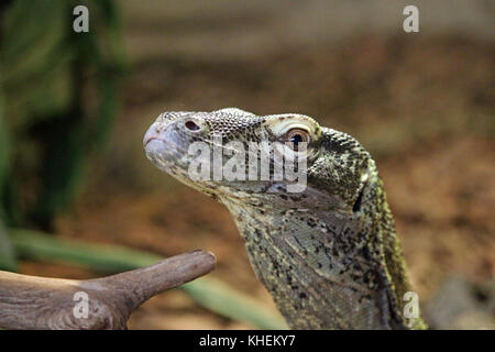 La testa e il collo di un monitor del Nilo lizard (Varanus niloticus) con uno sfondo sfocato. Foto Stock