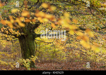 Il faggio (Fagus), sababurg jungle, autunno, reinhardswald, hofgeismar, Nord Hesse, Germania Foto Stock