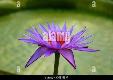 Il fiore di un giglio di acqua (ibrido nymhaea agosto koch), Foto Stock