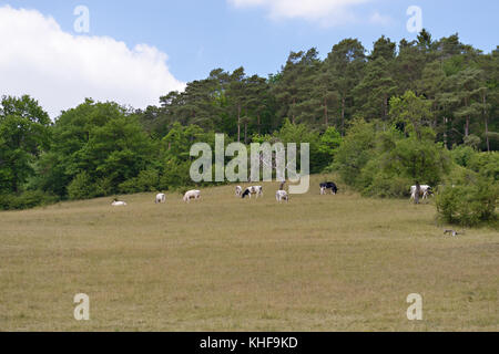 Il paesaggio agricolo in Europa centrale con le mucche mangiano l'erba sulla parte anteriore di una foresta Foto Stock