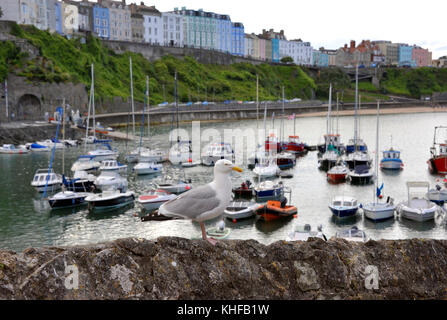 Aringa gabbiano, seagull a tenby porticciolo di yacht e barche da pesca presso il resort holday città sul lato occidentale della baia di Carmarthen in pembrokeshire Foto Stock