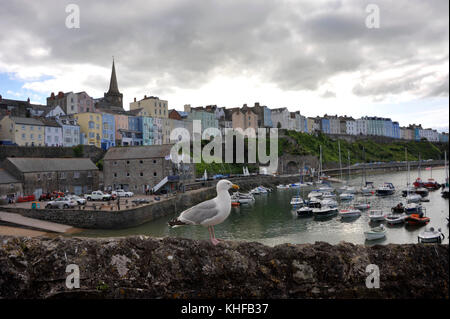 Aringa gabbiano, seagull a tenby porticciolo di yacht e barche da pesca presso il resort holday città sul lato occidentale della baia di Carmarthen in pembrokeshire Foto Stock