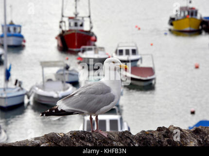 Aringa gabbiano, seagull a tenby porticciolo di yacht e barche da pesca presso il resort holday città sul lato occidentale della baia di Carmarthen in pembrokeshire Foto Stock