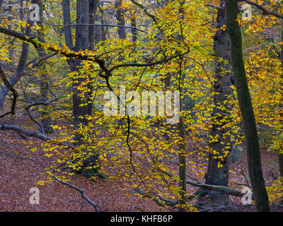 Faggi Fagus sylvatica e foglie di autunno Felbrigg grande bosco NORFOLK REGNO UNITO i primi di novembre Foto Stock