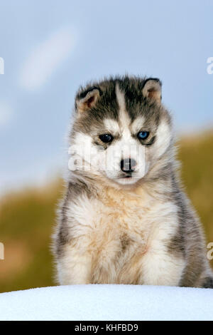 Carino Siberian Husky cucciolo, di due mesi di età, seduto sulla neve, ritratto Foto Stock