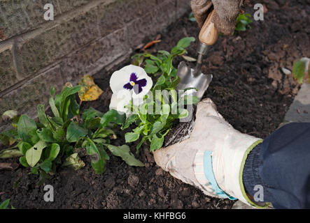 Primo piano di persona uomo giardiniere piantare inverno fioritura Pansy in giardino Inghilterra Regno Unito GB Gran Bretagna Foto Stock