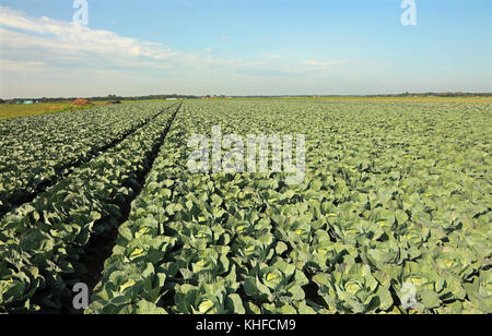 La coltivazione di molti cavoli verdi in nord europa in estate Foto Stock