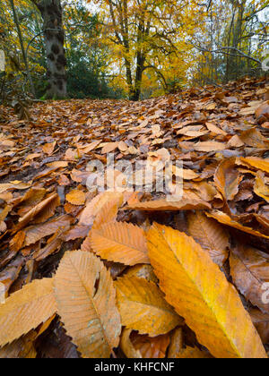 Faggi Fagus sylvatica e caduta foglie NORFOLK REGNO UNITO i primi di novembre Foto Stock