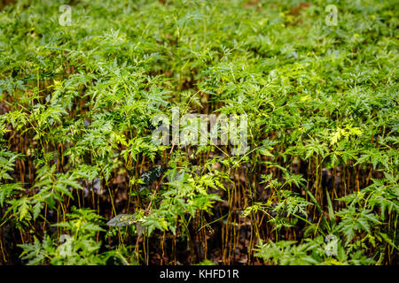 La piantumazione di alberi in Uganda, in prossimità di molte piccole plantule. Foto Stock