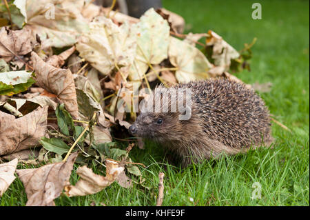 Rovistando Hedgehog circa in prossimità di una pila di autunno cadono le foglie in giardino soleggiato in cerca di posto per le possibili modalità di ibernazione, occorre prestare attenzione a quando la rastrellatura fino Foto Stock