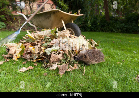 Rovistando Hedgehog circa in prossimità di una pila di autunno cadono le foglie in giardino soleggiato in cerca di posto per le possibili modalità di ibernazione, occorre prestare attenzione a quando la rastrellatura fino Foto Stock