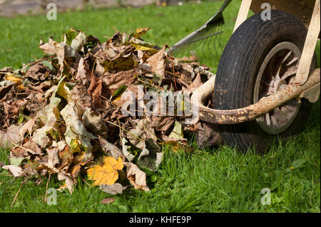 Rovistando Hedgehog circa in prossimità di una pila di autunno cadono le foglie in giardino soleggiato in cerca di posto per le possibili modalità di ibernazione, occorre prestare attenzione a quando la rastrellatura fino Foto Stock