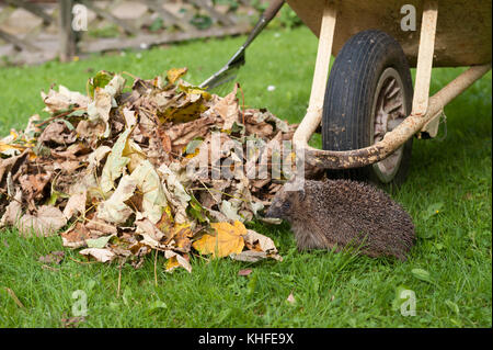 Rovistando Hedgehog circa in prossimità di una pila di autunno cadono le foglie in giardino soleggiato in cerca di posto per le possibili modalità di ibernazione, occorre prestare attenzione a quando la rastrellatura fino Foto Stock