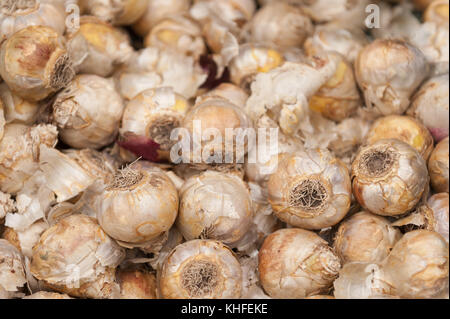 Molti Bulbi di giacinto con lampadina irritanti involucro che per alcune cause irritante chimico della dermatite da contatto pronto per piantare in autunno Foto Stock